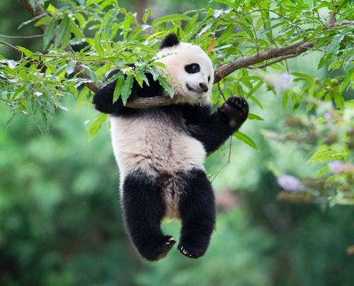 大熊猫的粪便里,究竟隐藏着多少秘密 为啥它的粪便不臭反香