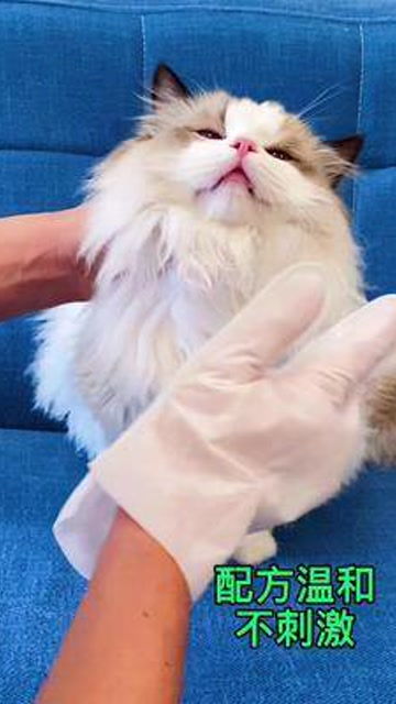 不用担心猫咪害怕洗澡了,有了这款免洗手套,轻松拥有一只干净的小猫咪 