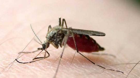 夏天一到,蚊子就开始猖狂 睡觉前端盆 水 进卧室,轻松驱蚊