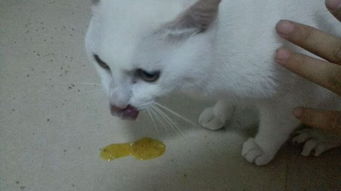 猫咪呕吐食物吃什么药好,猫咪为什么呕吐