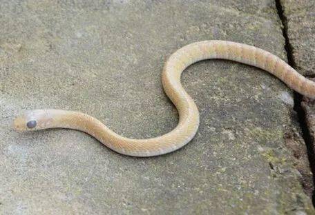 吓人 南宁金花茶公园惊现约1米长眼镜蛇,一小区抓出5条蛇