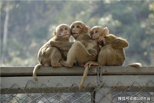 猴猴猴 80年的到了41岁,晚年该 何去何从 属猴人速看