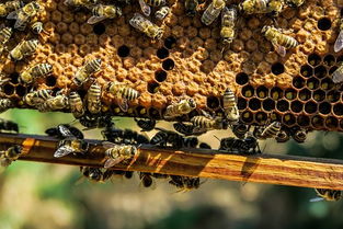 能够制造蜂蜡的是什么类型的蜜蜂 能够制造蜂蜡的是哪一种类型的蜂蜜(图3)