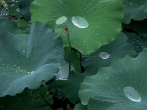 雨的好处和坏处?