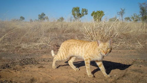 澳大利亚野猫成患,建防猫栏 灭猫保护本土动物,却越护越蠢