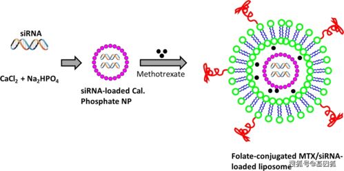 核糖体rna,为什么核糖体有RNA？又为什么没有DNA？(图2)