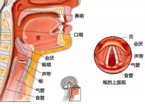 呼吸进食都经过咽,为什么很少会呛食