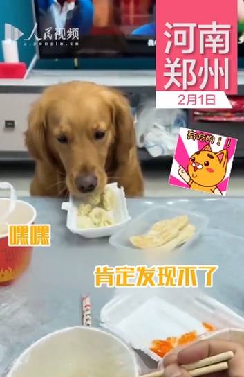 狗狗偷吃饺子,被发现后又吐出来,网友调侃 这下能吃一盘了