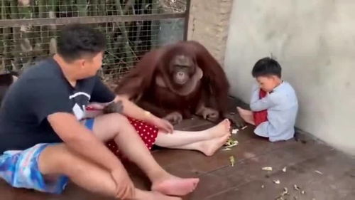 此时猩猩想说,你闻闻看你媳妇的脚臭不臭,我算是受不了了 