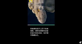 科学家拍罕见画面 章鱼做梦时竟然会变色 