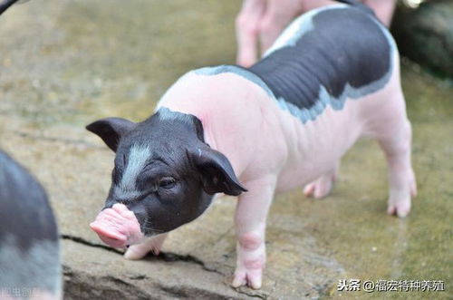 宠物香猪多少钱一只巴马香猪种猪价格纯种香猪价格猪苗能长多重