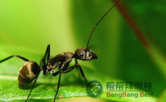 杀虫公司防治蚂蚁,就是这么简单 
