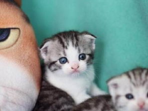 图 低价出售折耳猫一窝,高品质英短蓝白 重点色可上门 广州宠物猫 