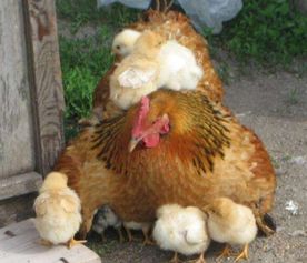 经常吃鸡的城市骚年,是否了解如何孵小鸡