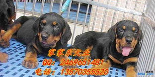 广州哪里有卖罗威纳 广州到哪里买狗比较便宜比较安全 广州狗场 