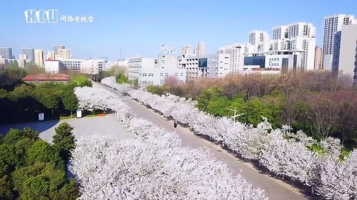 三月樱如雪,天涯共春光 许昌学院359棵樱花盛放 