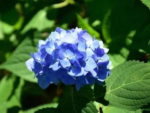 无尽夏的花语,送人蓝色的花有哪些？