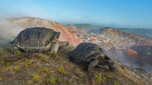 世界上最后一只平塔岛象龟,懒到连交配都不积极