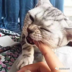 猫咪为什么喜欢咬人的手和脚 