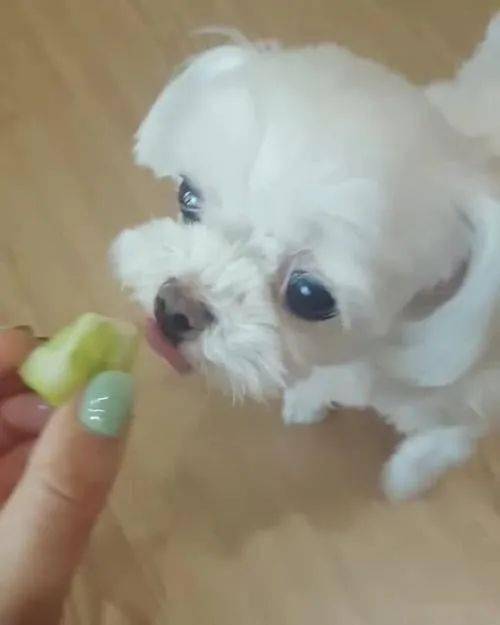 狗可以吃黄瓜吗,狗可以吃黄瓜吗生的