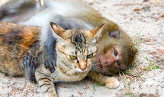 这只猴子真贱,想和猫打架,谁会赢 看完就明白了