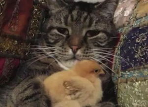 猫咪抱着小鸡不撒手,看着小鸡长成大公鸡,猫咪表情让人笑疯 
