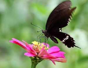 看到很大一只黑蝴蝶 是什么意思 