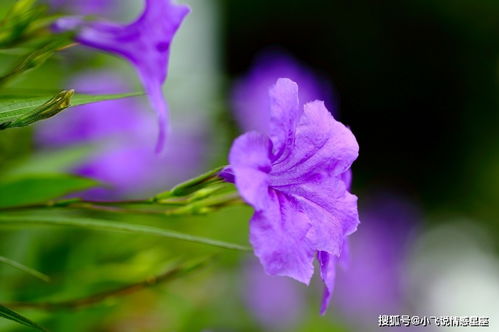 下周星座感情运势 桃花满面,月老频频相助,收获你的可靠爱情