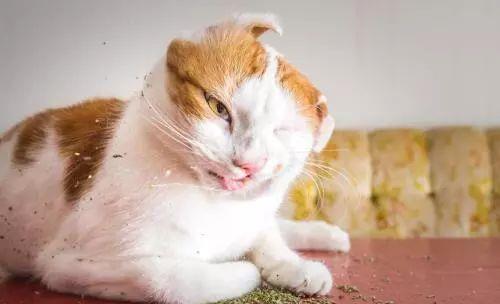 猫咪吸猫薄荷会上瘾 猫薄荷对猫有害么