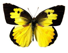 除了光明女神蝶,哪些种类的蝴蝶也是很漂亮的