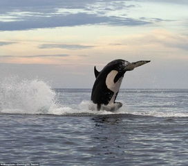 8吨重虎鲸飞出水面追逐海豚 玩弄 后将其吃掉