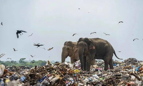 大象被逼在垃圾中觅食 人间仙境真面目曝光 太心疼了