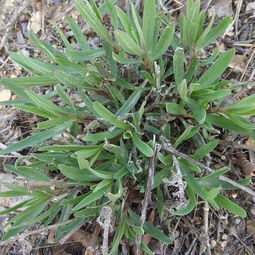 下完雨上山挖野菜,挖几棵回家自己种,不用买大棚野菜真新鲜