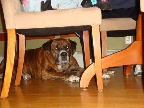 狗狗躲进桌子底下,往往是这些原因,用手去抓就大错特错了