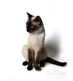 暹罗猫伤心的表现,暹罗猫怎样用尾巴来表达自己的心情？