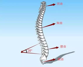 干货总结丨108 体式提升及精准分析 瑜伽老师必看