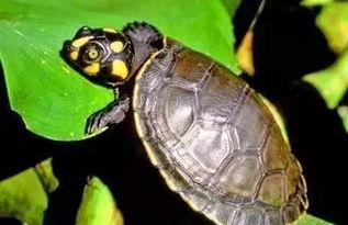 东非侧颈龟颜色深浅哪个好？
