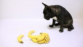 请狗狗吃香蕉,不需要担心狗过敏,而是狗吃得太多会变胖 