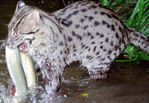 钓鱼猫现身柬埔寨 爱夜行生活在有水的地方