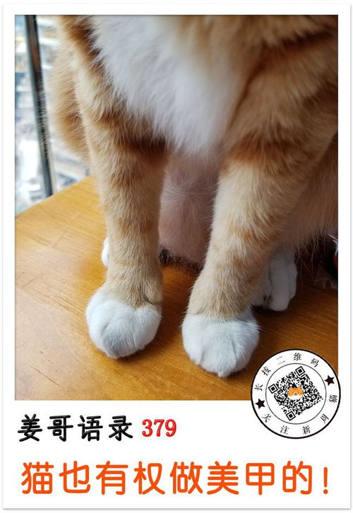 猫 我不是在抓沙发,是在美甲