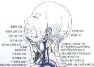 眼袋消掉又复发 中医教你从根源祛除眼袋