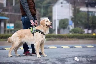 家有爱狗的厦门小伙伴注意了 这些行为将被从重处罚