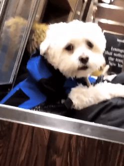 地铁规定,狗子放包里就可以带上地铁 于是,笑死人的画面出现了 狗狗 宠物 麻袋 网易订阅 