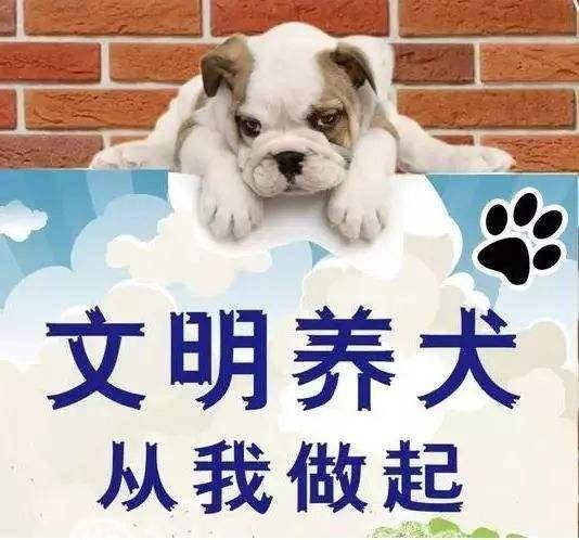 文明养犬,您可千万别掉 链