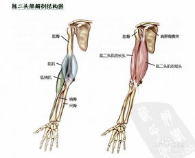 健身必备知识 肌肉解剖 