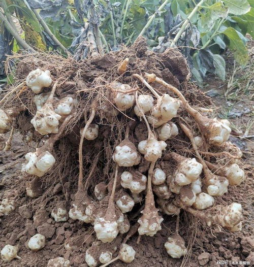 鬼子姜 世界上最不听话的植物