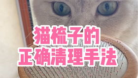 猫 这一梳子差点把我给送走