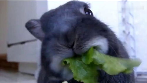 兔子吃东西真的好魔性,不折不扣的小吃货 