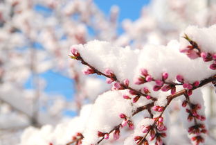 据说帖子名字长能吸引人 北京的雪,少见的美