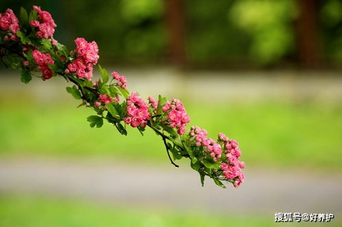 红色山楂花你见过么 真的存在